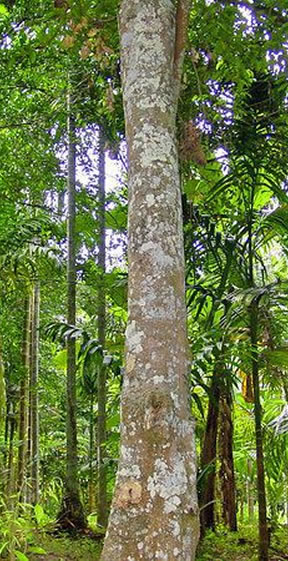 Trầm hương tự nhiên Khánh Hòa